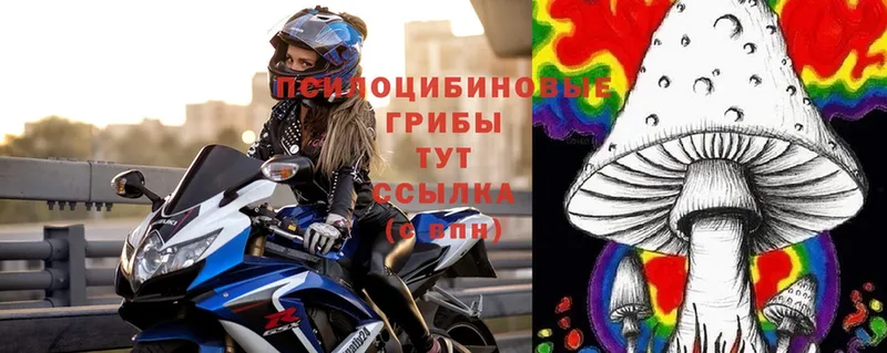 Псилоцибиновые грибы Cubensis  Весьегонск 